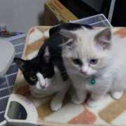 ヒメ日記 2025/07/30 10:10 投稿 みずほ 完熟とまと(十三)