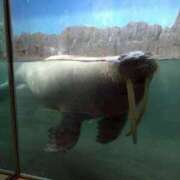 ヒメ日記 2025/11/26 10:20 投稿 みずほ 完熟とまと(十三)