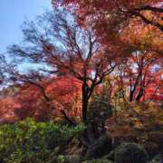 みずほ 年内出勤予定… 完熟とまと(十三)