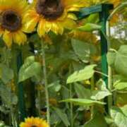 ヒメ日記 2025/07/17 18:21 投稿 カグラ 名古屋★出張マッサージ委員会