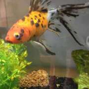 ヒメ日記 2025/10/20 12:21 投稿 カグラ 名古屋★出張マッサージ委員会