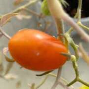 ヒメ日記 2025/12/01 12:42 投稿 カグラ 名古屋★出張マッサージ委員会