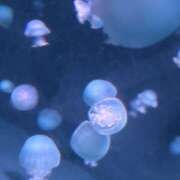 ヒメ日記 2025/07/28 18:01 投稿 ことり スピードエコ京橋店