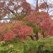 ヒメ日記 2026/10/08 00:47 投稿 ことり スピードエコ京橋店