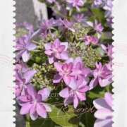 ヒメ日記 2025/05/14 22:44 投稿 矢納あずさ 五十路マダム 愛されたい熟女たち 高松店