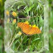 ヒメ日記 2025/07/22 00:52 投稿 矢納あずさ 五十路マダム 愛されたい熟女たち 高松店