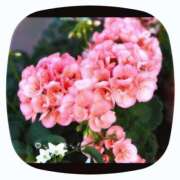 ヒメ日記 2026/06/20 11:26 投稿 矢納あずさ 五十路マダム 愛されたい熟女たち 高松店