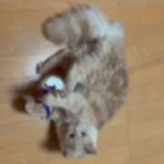 ヒメ日記 2026/09/06 14:10 投稿 楓(かえで) 丸妻 錦糸町店