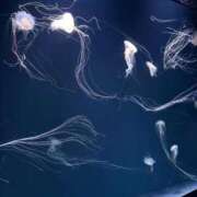 ヒメ日記 2025/05/20 14:31 投稿 最上アノ ハールブルク