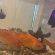 ヒメ日記 2025/09/11 10:15 投稿 最上アノ ハールブルク