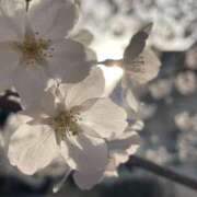 ヒメ日記 2025/05/17 17:52 投稿 くるる☆ 豊橋豊川ちゃんこ