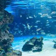 ヒメ日記 2025/06/03 15:45 投稿 月宮（つきみや） 今日、私はあなたの部下（マーベリックグループ）