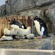 ヒメ日記 2025/06/27 13:50 投稿 さき 谷町人妻熟女奉仕倶楽部