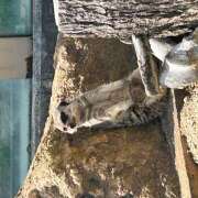 ヒメ日記 2025/05/06 12:59 投稿 黒川 おふくろ