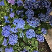 ヒメ日記 2025/06/18 13:15 投稿 黒川 おふくろ