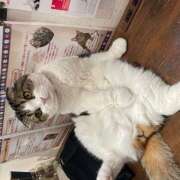 ヒメ日記 2026/01/11 11:11 投稿 黒川 おふくろ