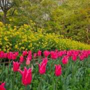 ヒメ日記 2025/04/17 21:42 投稿 ★らん★ 秘密の電停  岡山店（カサブランカグループ）