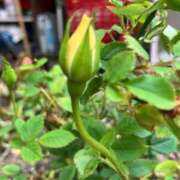 ヒメ日記 2025/04/20 16:46 投稿 ★らん★ 秘密の電停  岡山店（カサブランカグループ）