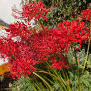 あかり 明日、12時〜18時まで出勤します遊びに来てくださいね！ 大塚 虹いろ回春