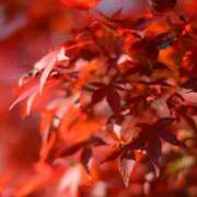 きずな 9/2のSさま！ 錦糸町人妻セレブリティ（ユメオト）