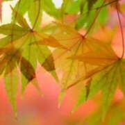 きずな 9/2のhさま！ 錦糸町人妻セレブリティ（ユメオト）