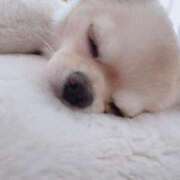 ヒメ日記 2025/07/07 02:45 投稿 松本ともみ（まつもと ともみ） 桃色奥様(佐賀)