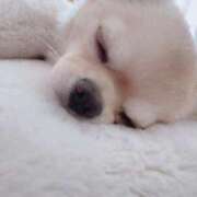 ヒメ日記 2025/11/23 03:05 投稿 松本ともみ（まつもと ともみ） 桃色奥様(佐賀)