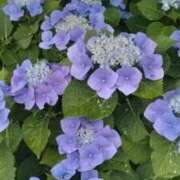 ヒメ日記 2025/06/09 21:52 投稿 桃(もも) PLUS梅田店