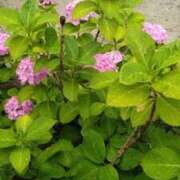 ヒメ日記 2025/06/13 22:02 投稿 桃(もも) PLUS梅田店