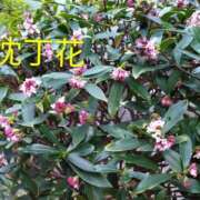 ヒメ日記 2026/02/27 21:52 投稿 桃(もも) PLUS梅田店