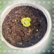 ヒメ日記 2025/06/30 07:06 投稿 霞(かすみ) Chaleur (シャルール)