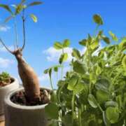 ヒメ日記 2026/04/15 10:27 投稿 霞(かすみ) Chaleur (シャルール)