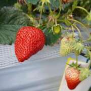 橘花愛海 いちごの旬 プラチナアロマ川越