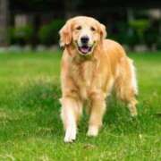 ヒメ日記 2025/09/27 20:54 投稿 桔梗/Kikyou ジュリエット