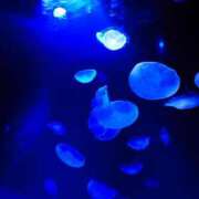 ヒメ日記 2025/07/10 21:28 投稿 りんか 品川ミセスアロマ（ユメオト）