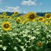 ヒメ日記 2025/08/31 19:22 投稿 りんか 品川ミセスアロマ（ユメオト）