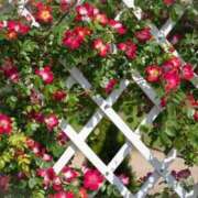 ヒメ日記 2025/05/04 20:54 投稿 しおり 熟女の風俗最終章 仙台店