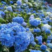 ヒメ日記 2025/08/01 11:54 投稿 瀬戸いくみ 人妻百花