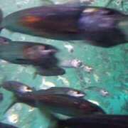 ヒメ日記 2025/09/07 23:14 投稿 えりか 完熟ばなな札幌・すすきの