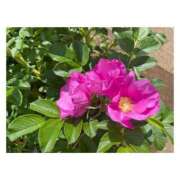 ヒメ日記 2025/07/24 14:48 投稿 せりか 妊婦母乳風俗専門店ミルクランド