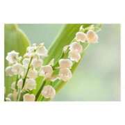 ヒメ日記 2025/07/31 14:42 投稿 せりか 妊婦母乳風俗専門店ミルクランド