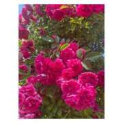 ヒメ日記 2025/08/07 20:47 投稿 せりか 妊婦母乳風俗専門店ミルクランド