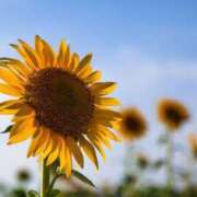 ヒメ日記 2025/08/22 09:48 投稿 せりか 妊婦母乳風俗専門店ミルクランド