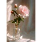 ヒメ日記 2025/08/26 10:08 投稿 せりか 妊婦母乳風俗専門店ミルクランド