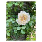 ヒメ日記 2025/08/28 09:48 投稿 せりか 妊婦母乳風俗専門店ミルクランド