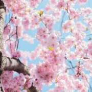ヒメ日記 2026/03/04 15:07 投稿 せりか 妊婦母乳風俗専門店ミルクランド