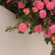 ヒメ日記 2026/04/02 03:54 投稿 せりか 妊婦母乳風俗専門店ミルクランド