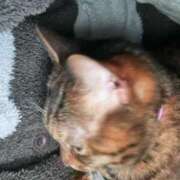 ヒメ日記 2025/04/29 15:33 投稿 恋々Coco ジュリエット