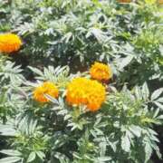 ヒメ日記 2025/10/31 13:22 投稿 望しゅう グランエステ東京 品川（シンデレラグループ）