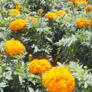 ヒメ日記 2026/02/03 17:58 投稿 望しゅう グランエステ東京 品川（シンデレラグループ）